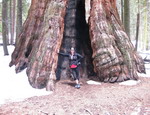 Sequoia NP