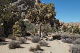 Joshua Tree NP