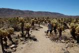 Joshua Tree NP