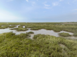 Wetlands