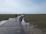 Wetlands