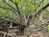 Anping Tree House