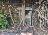 Anping Tree House