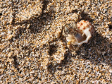 Nanwan Beach (Einsiedlerkrebs)