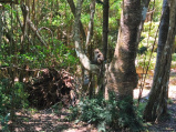 Kenting NP