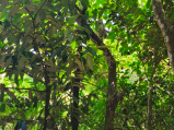 Eluanbi Park